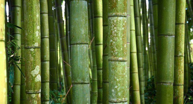 Qual è il nome scientifico per Bamboo?
