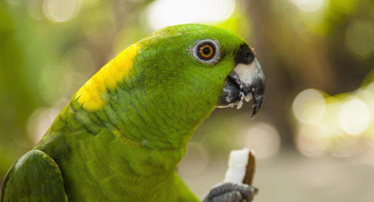 Quali tipi di alimenti mangiano i pappagalli?
