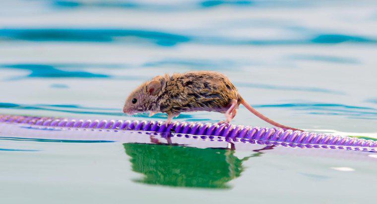 Quanto tempo può un mouse vivere senza acqua?