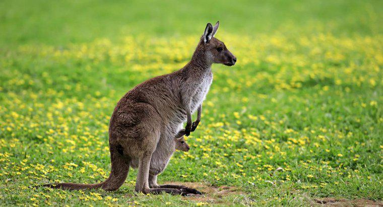 Quanto tempo vivono i canguri?