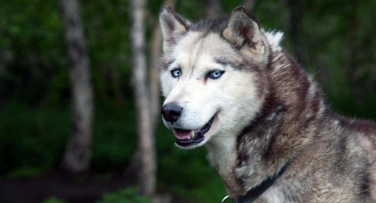 Quali sono i significati per i nomi di un husky siberiano?
