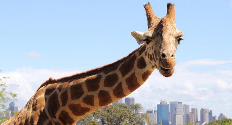 Le giraffe sono una specie in via di estinzione?