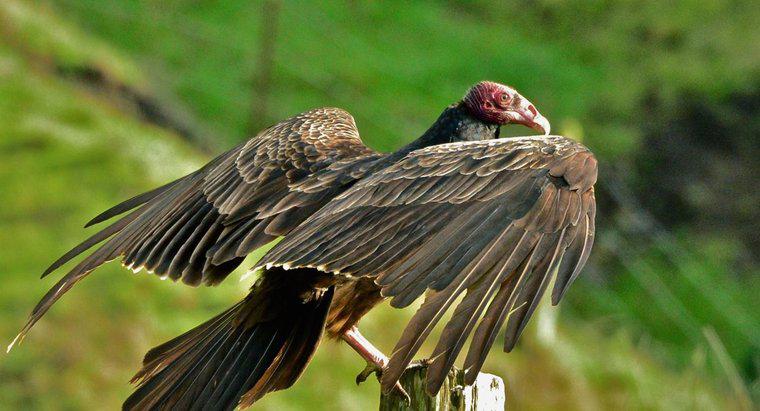 Quanto tempo ci vuole per un uovo di avvoltoio in Turchia da portar via?