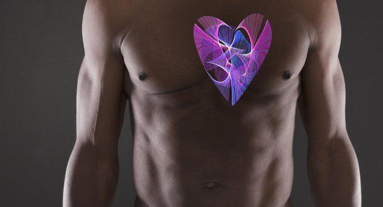 Quanto pesa il cuore umano?