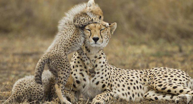 Che cosa è chiamato un ghepardo femminile?