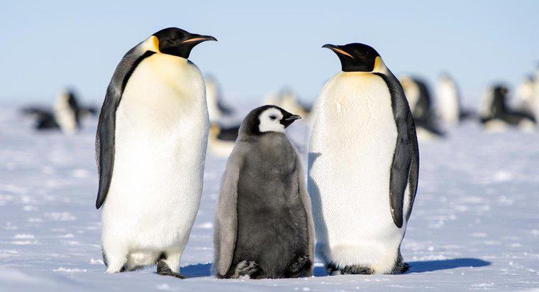 In che modo i pinguini dell'imperatore allevano i loro piccoli?