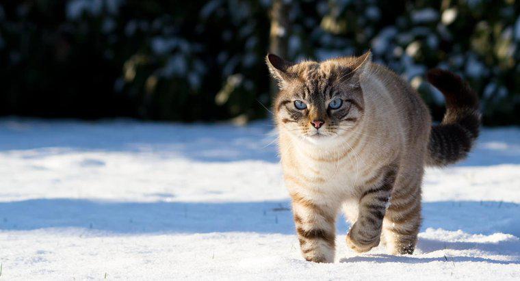 Che aspetto ha un gatto siamese di Lynx Point?
