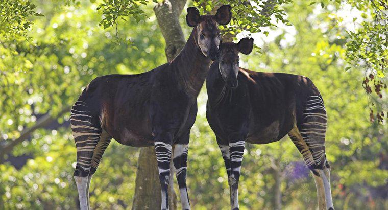 Dove va Okapis Live?