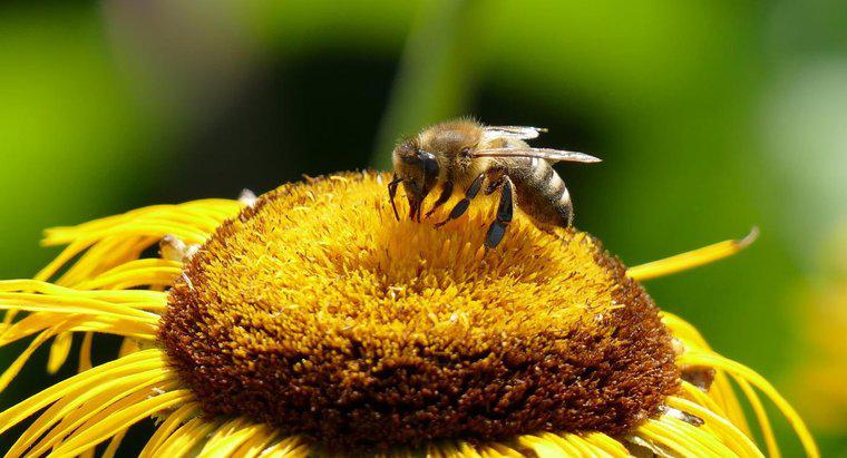 Quali sono alcuni sintomi di reazione di puntura d'ape?