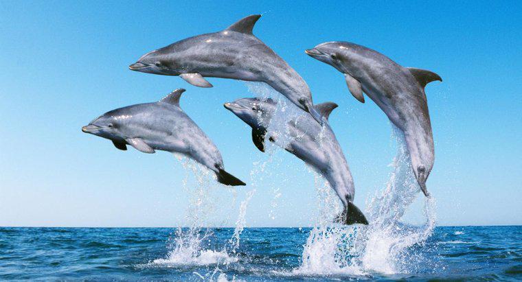 Come si chiama un gruppo di delfini?