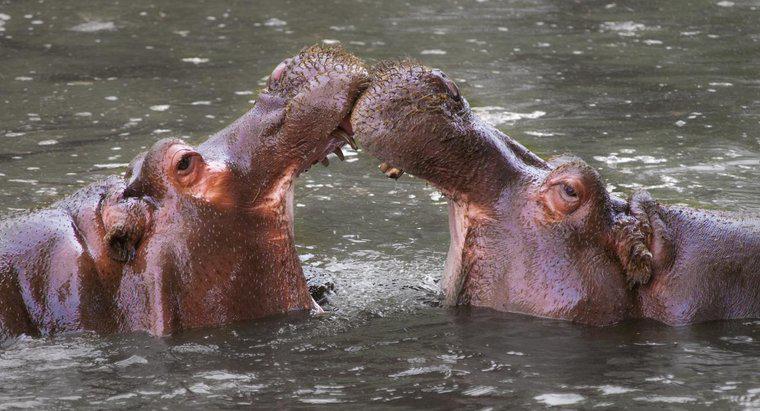 Come si proteggono gli ippopotami?