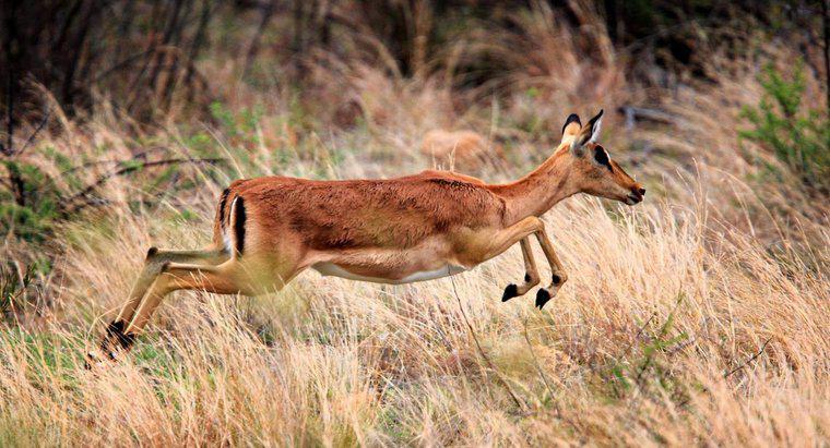 Quali sono i tipi di antilope africana?