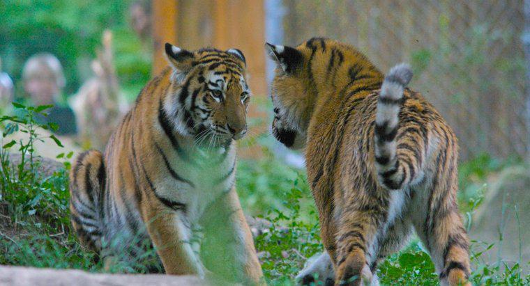 Che aspetto hanno le tigri siberiane?