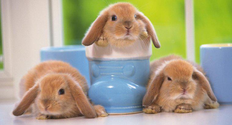 Dove è possibile acquistare Baby Mini Lop Bunnies?