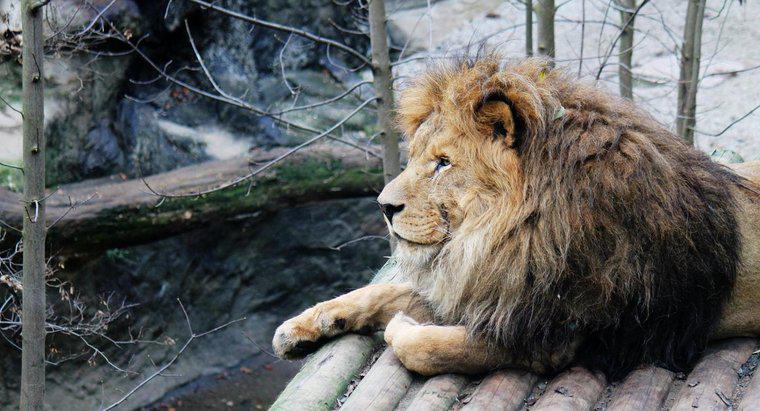 Perché i Lions sono in pericolo?