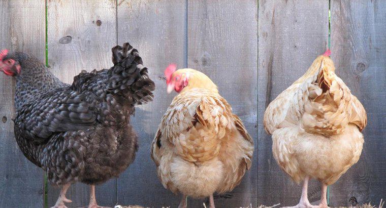 I polli possono deporre le uova senza un gallo?