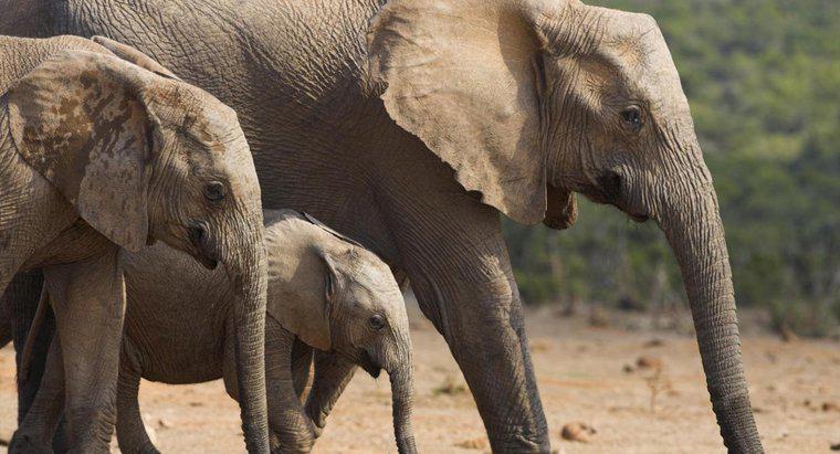 Quanto dura un elefante incinta?