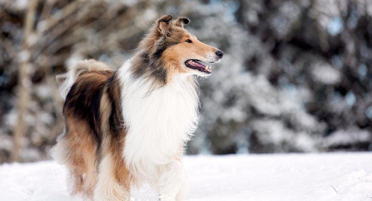 Che tipo di cane era Lassie?