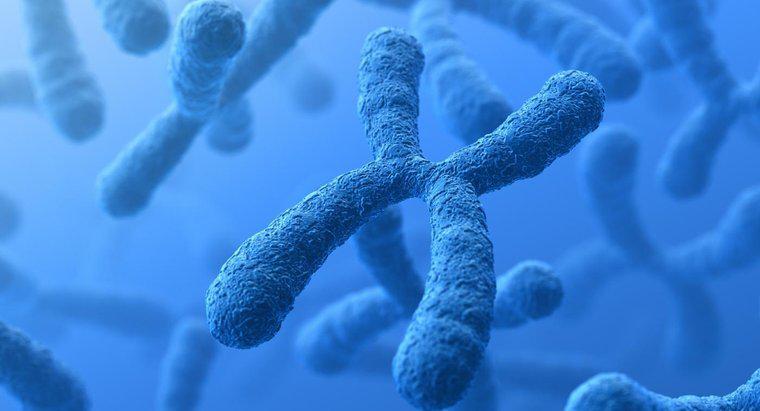 Qual è la differenza tra cromosomi e geni?