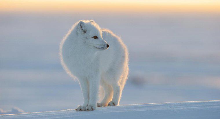 Quali animali vivono al Polo Nord?