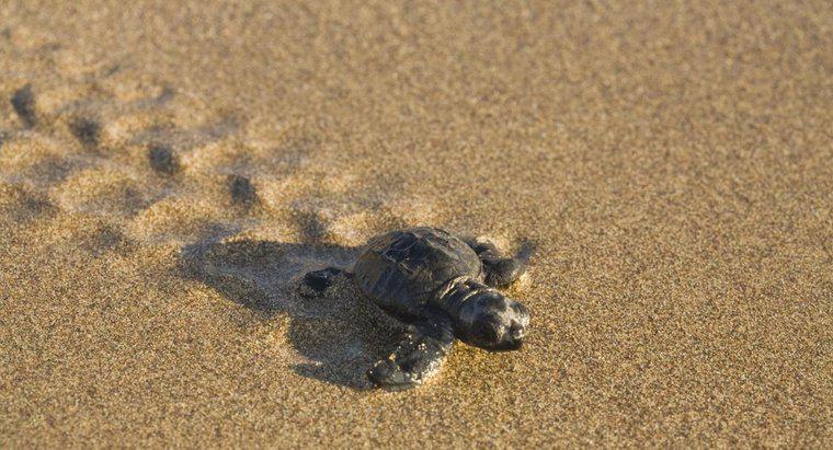 Quanto velocemente una tartaruga si muove?