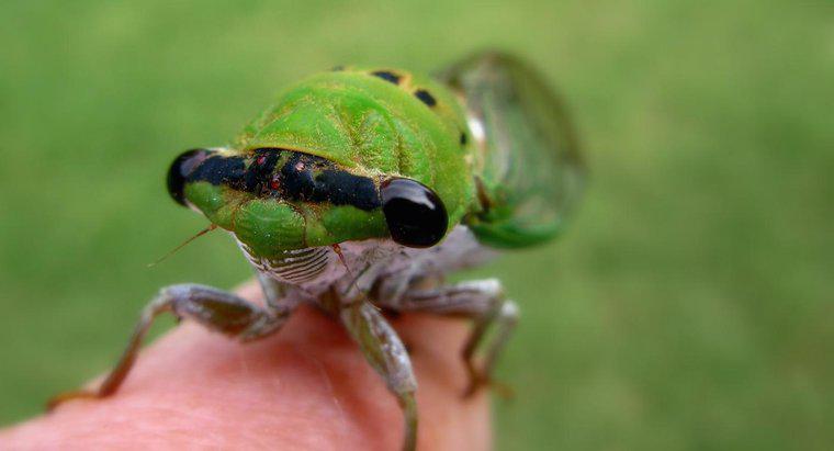Qual è la differenza tra locuste e cicale?