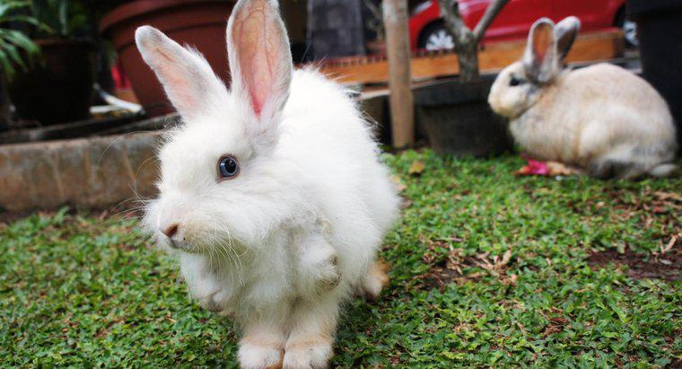 Quanto spesso i conigli si uniscono?