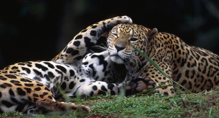 Cosa si chiama una Jaguar femminile?