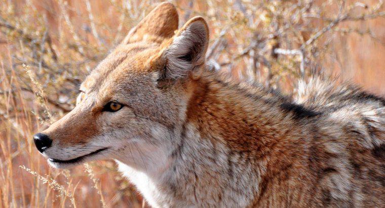 Qual è la differenza tra un coyote e un cane?