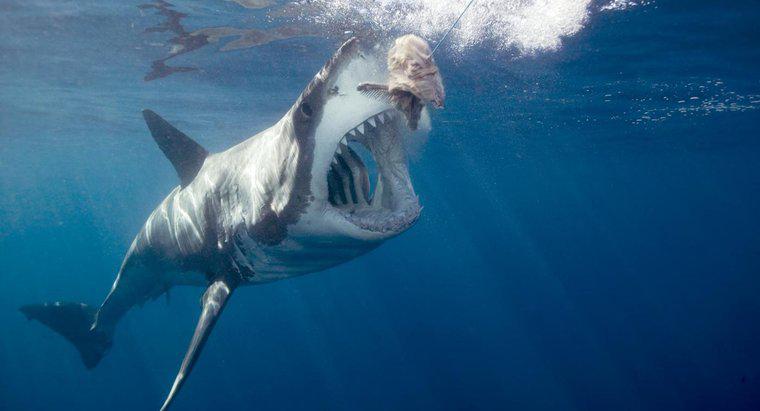 Quanto durano gli squali in diretta?