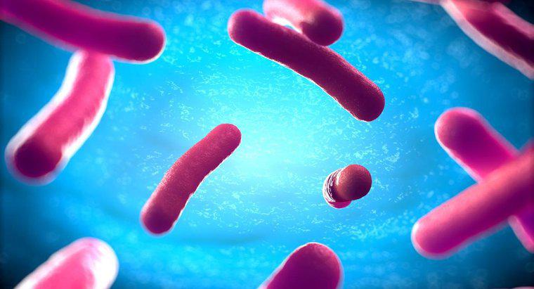 In che modo i batteri sono diversi dalle cellule animali e vegetali?
