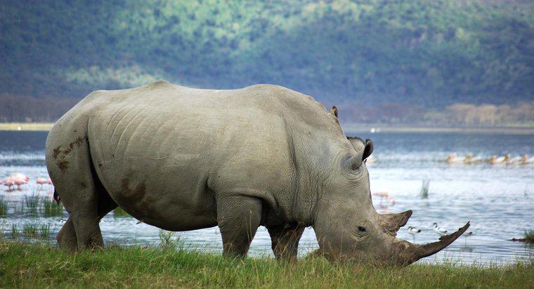 Quanti rinoceronti bianchi restano nel mondo?