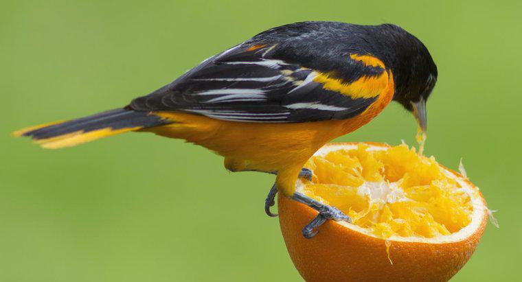 Quali animali mangiano le arance?