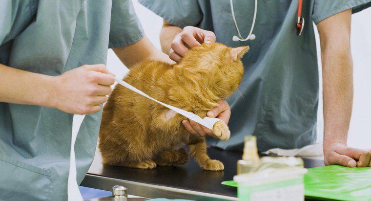 La neosporina può essere utilizzata sui gatti?