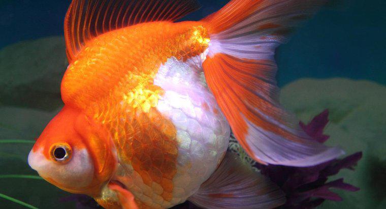 Quali sono i segni di un pesce rosso in gravidanza?
