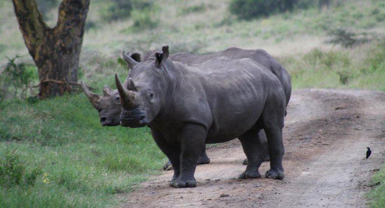 È un corno di rinoceronte fatto di avorio?