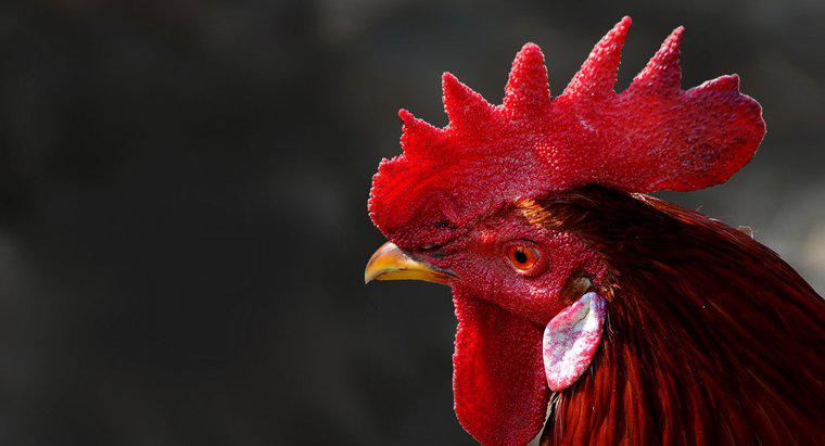 Qual è la cosa rossa sulla testa di un gallo chiamata?