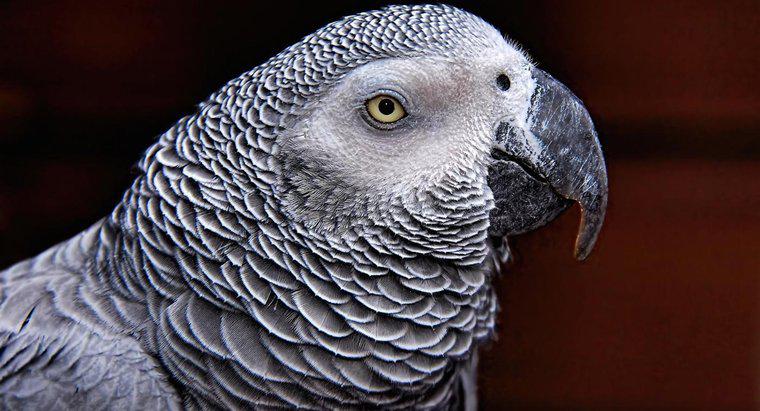 Quanto dura un pappagallo africano grigio in diretta?