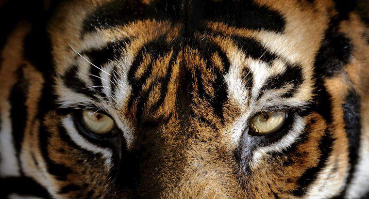 Che colore hanno gli occhi le tigri?