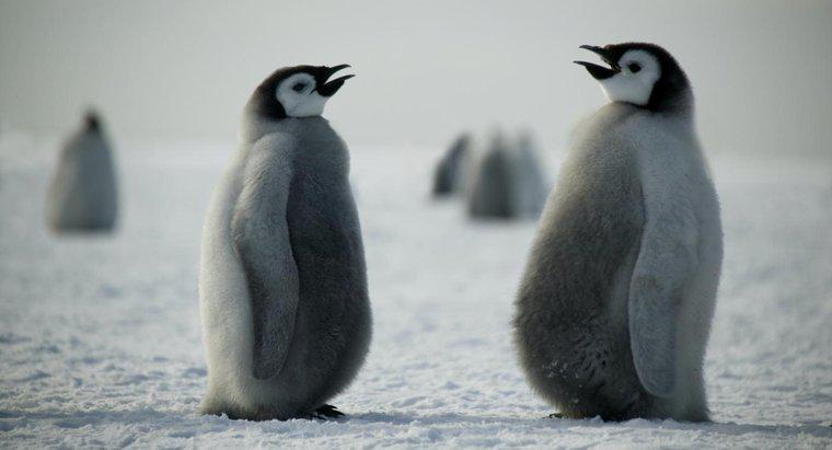 Come comunicano i pinguini?