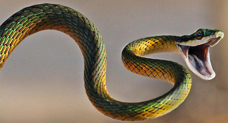 Qual è la relazione tra Scorpioni e Serpenti?