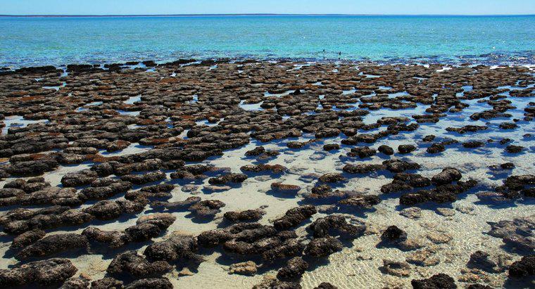 Quali sono le stromatoliti?