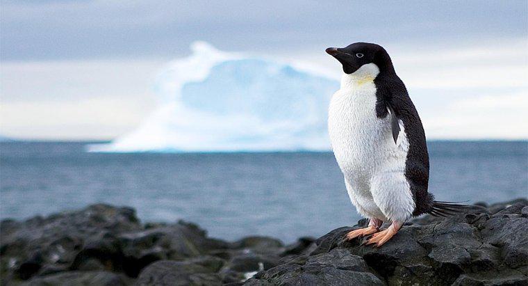 Cosa impedisce alle risorse dell'Antartide di essere utilizzate?