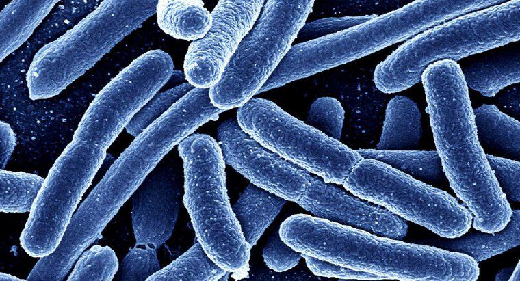 In che modo Eubacteria e Archaebacteria differiscono?