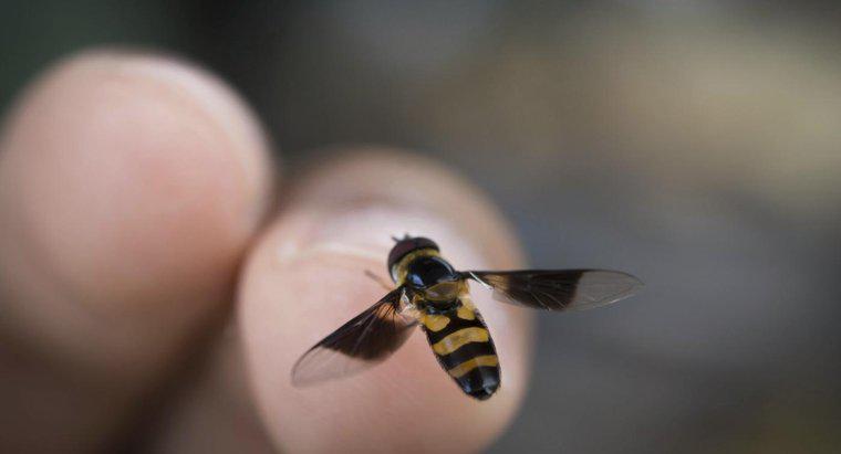 Quali sono i segni e i sintomi di allergia alle punture di api?