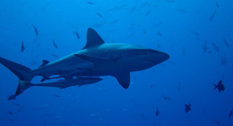 Perché sono importanti gli squali?