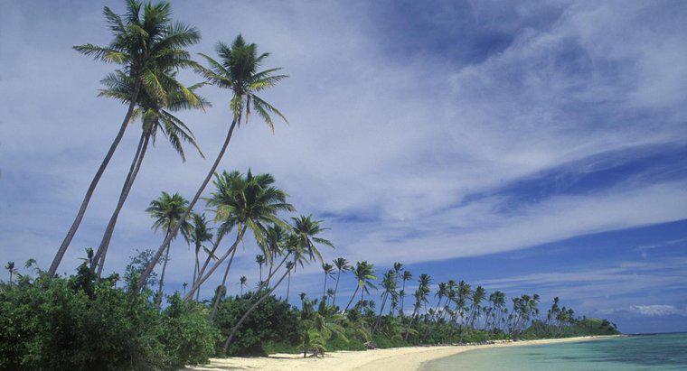 Quali sono alcune caratteristiche fisiche delle Figi?