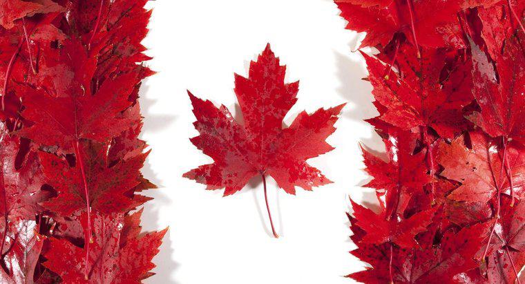 Perché la foglia d'acero è importante per il Canada?