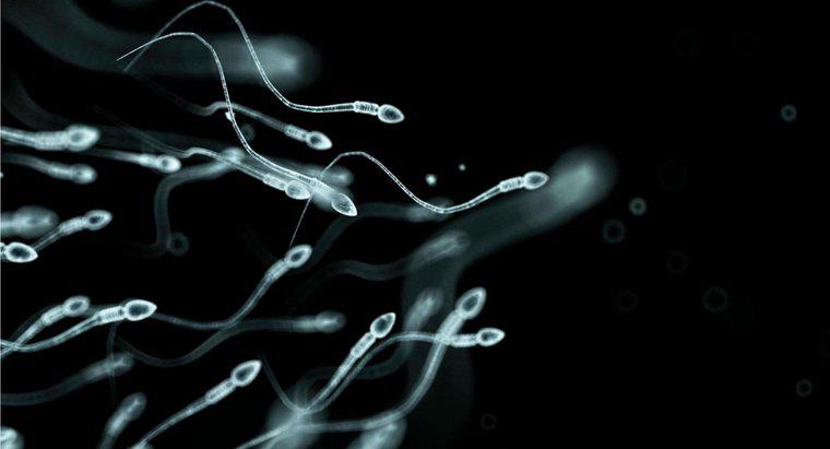 Quanto spesso gli uomini producono lo sperma?