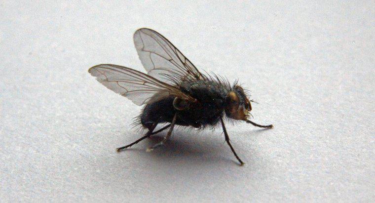 Come sbarazzarsi di grandi mosche nella tua casa?